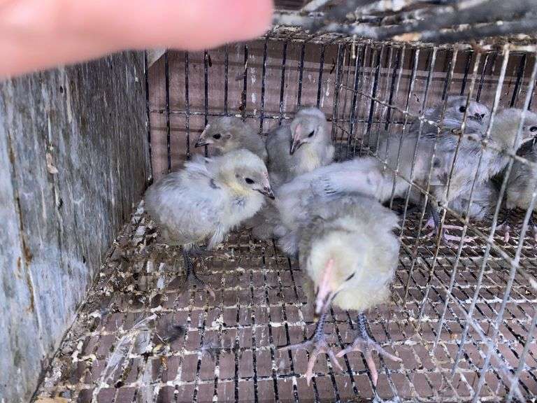 6 Lavender Orpington Pullets