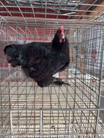 Young Black Rooster