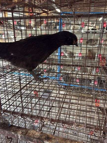 Black Chicken