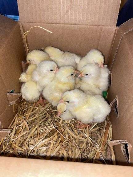10 Cornish Cross Chicks
