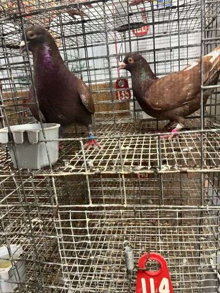 Pair Roller Pigeons