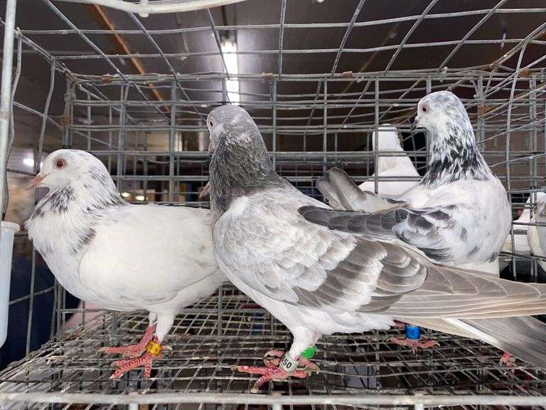3 Tippler Pigeons