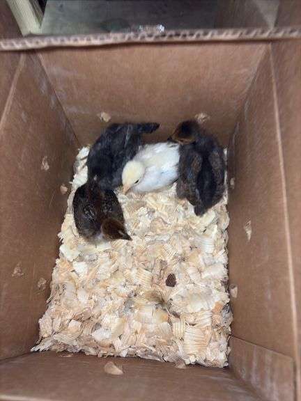 4 Turken Chicks