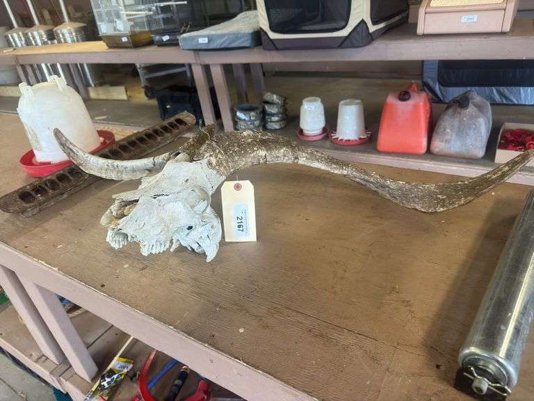Alpine Skull