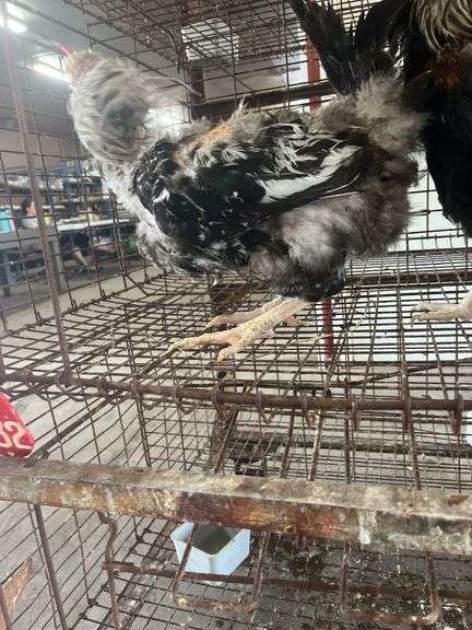 2 Ameraucana Cross Roosters
