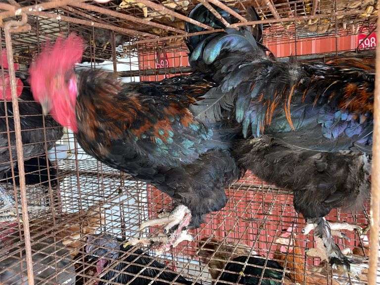 2 Maran Cross Roosters