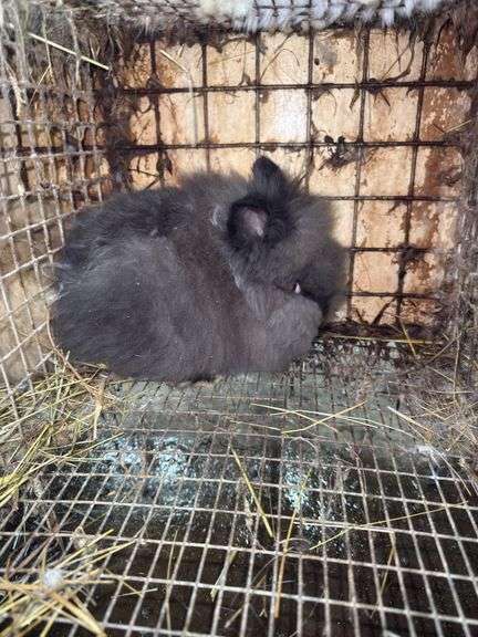 Grey Lionhead Buck