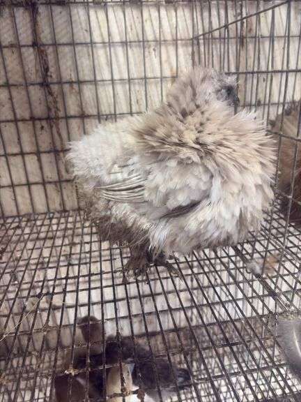 Lavender Frizzle Silkie Laying Hen - 1 Yr Old