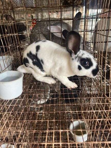 Rex Doe - 14wks Old