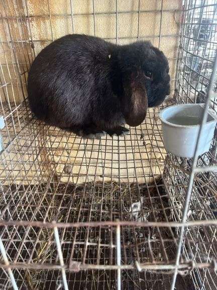 Holland Lop Buck