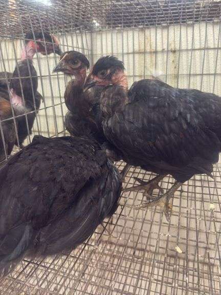 3 Turkens