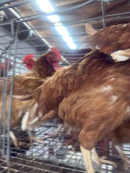 5 ISA Brown Spring Layer Hens