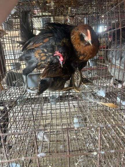 3 Young Barnyard Mix Chickens