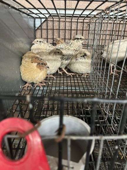 6 Italian Quail - 5 Wks Old