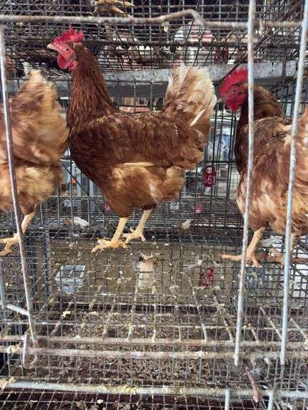 3 Red Laying Hens