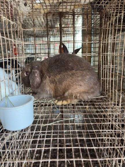 Mini Lop Doe