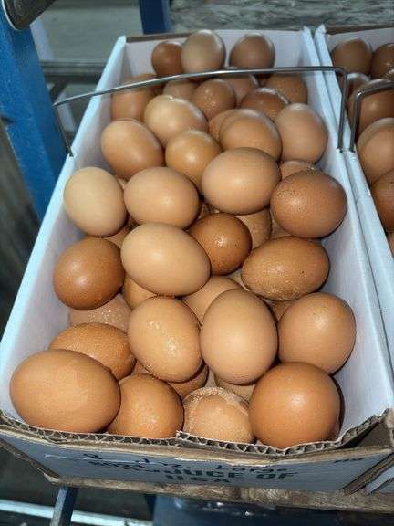 8 Doz Large Brown Eating Eggs