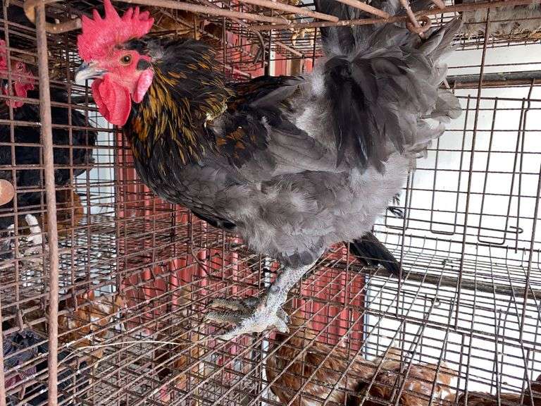 Maran Rooster