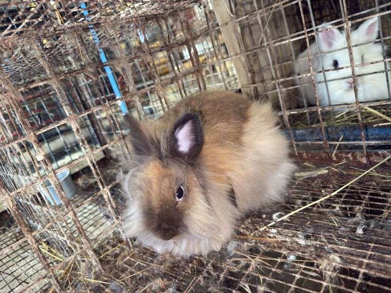 Brown Grey Lionhead Doe - Exposed to Lionhead Buck