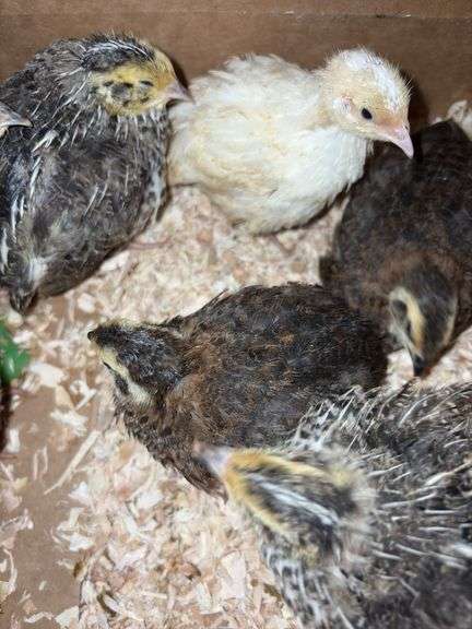 8 Celadon Mix Coturnix Quail - 2.5 Wks Old