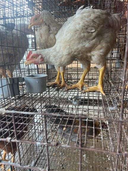 2 Meat Chickens