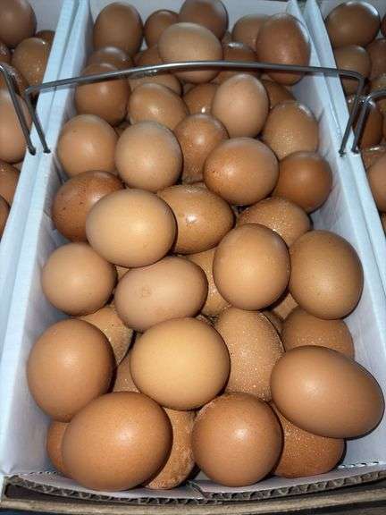 8 Doz Large Brown Eating Eggs
