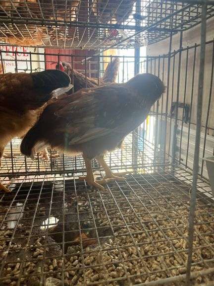 3 Roosters - 2 Bielefelder & 1 Ameraucana Mix