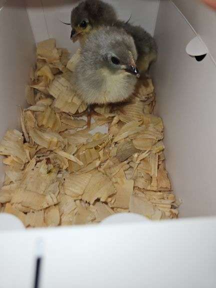 2 Lavender Chicks
