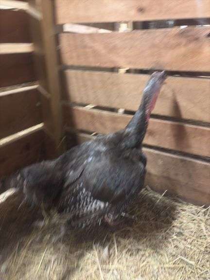 Young Bronze Hen Turkey - Currently Laying Eggs