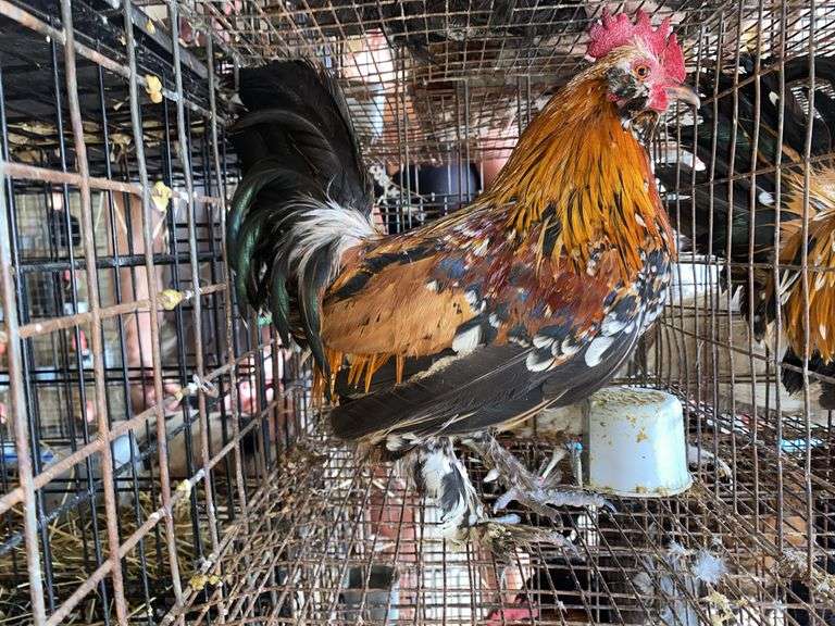 Mille Fluer Duccle Rooster