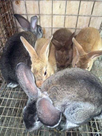 5 Flemish Giant Mini Rex Mix Rabbits