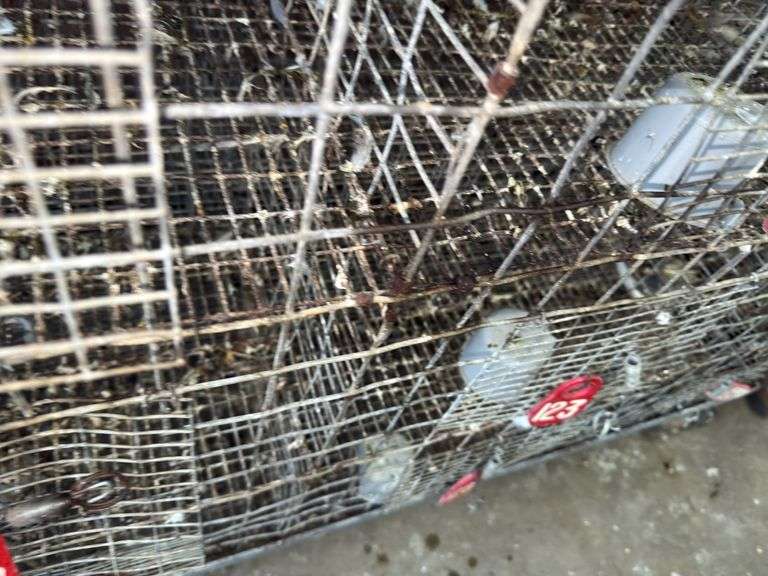Male Homer Pigeon