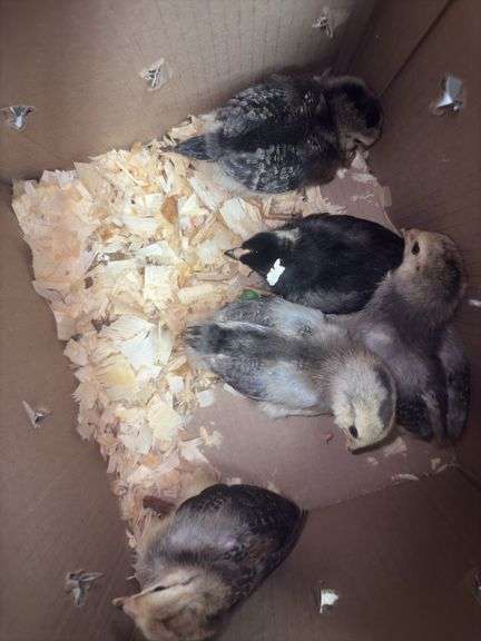6 White True Blue Chicks