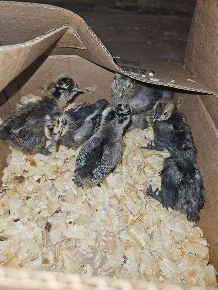 6 Silkie Chicks