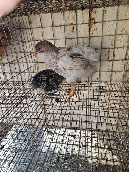 2 Ameraucana Mix Chickens