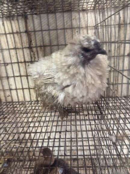 Lavender Frizzle Silkie Laying Hen - 1 Yr Old