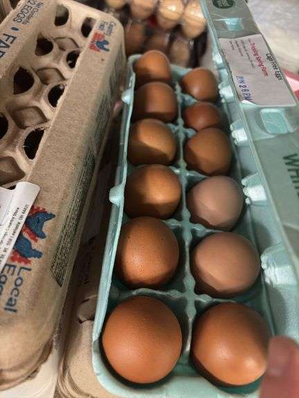 3 Doz Brown Pullet Eating Eggs