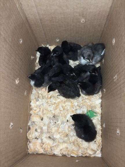 10 Black Australorp Pullets