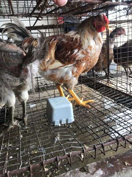 Trio Easter Eggers