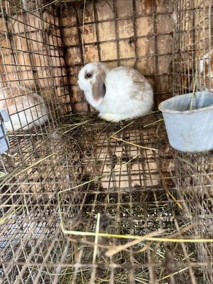 Holland Lop Bunny
