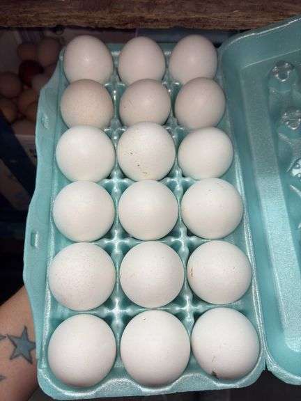 3 Doz Jumbo White Eating Eggs