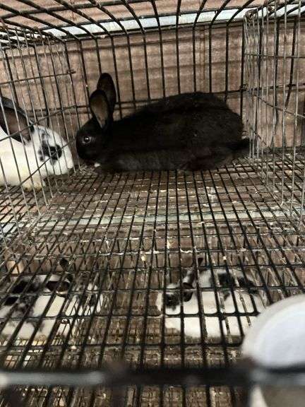 Black Bunny