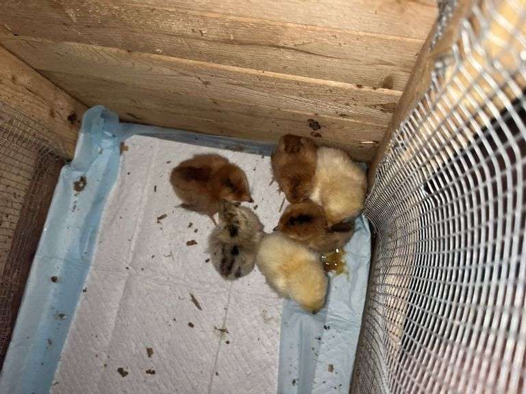 6 Easter Egger Chicks