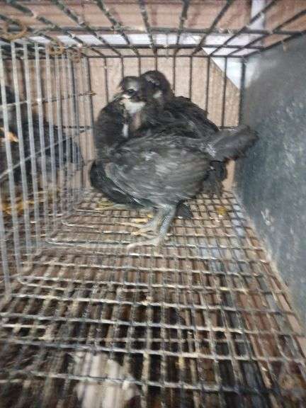 4 Black Jersey Giant Pullets
