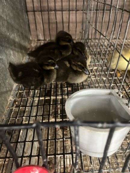 5 Khaki Campbell Ducklings - Hatched Under Hen