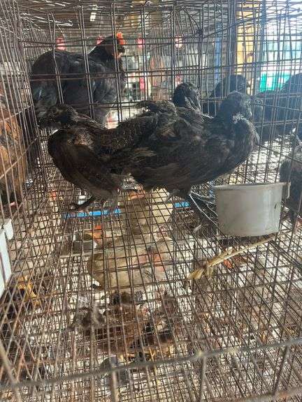 3 Melanistic Ringneck Pheasants w/ Permit