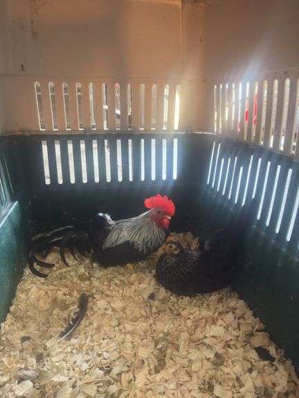 Breeding Pair Gray Japanese Chickens w/ Cage