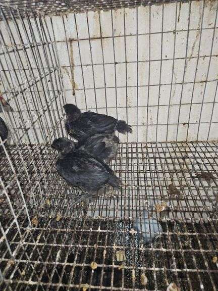3 Ayam Cemani Chicks