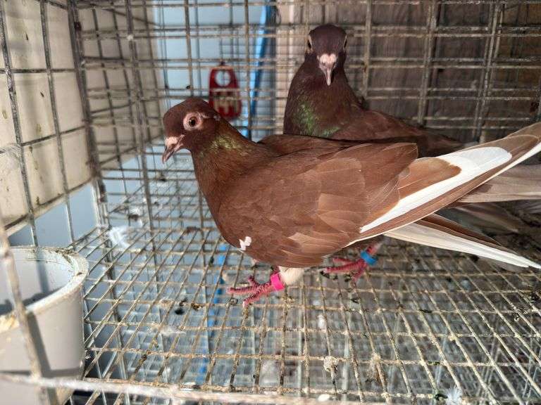 Pair Roller Pigeons