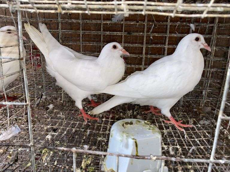 2 White Pigeons